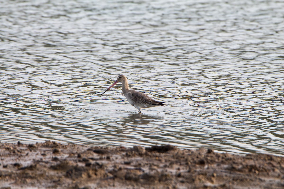 Bar-tailed Godwit - ML642923352