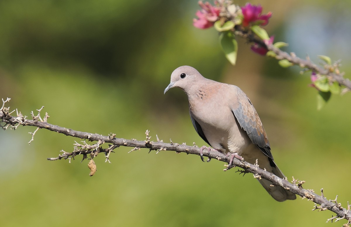 Laughing Dove - ML642923353