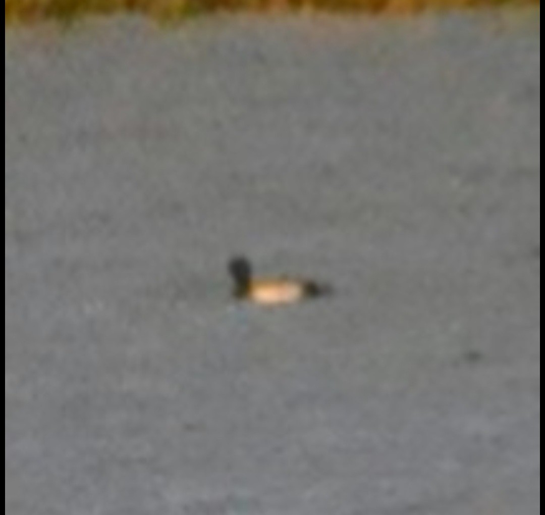 Greater Scaup - ML642923355