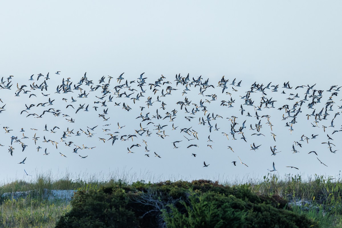 Black Skimmer - ML642923356
