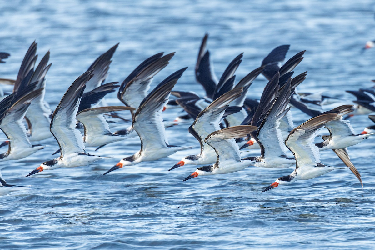 Black Skimmer - ML642923357