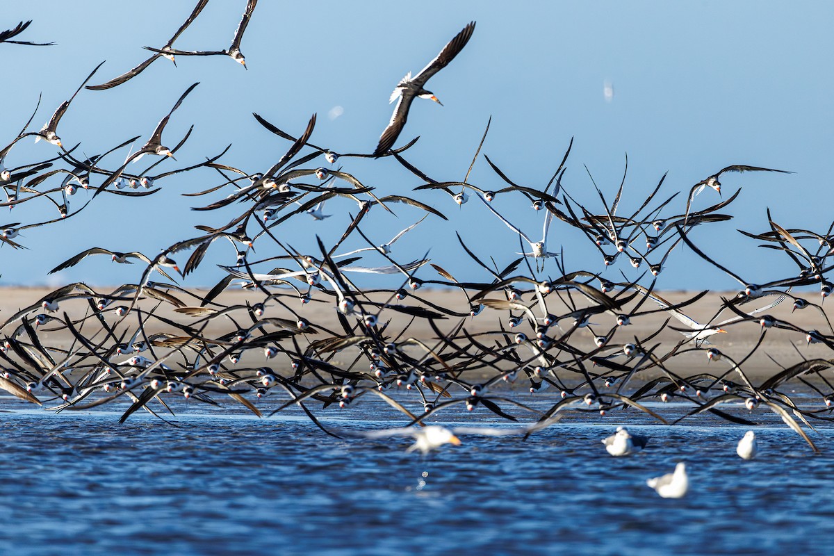 Black Skimmer - ML642923358