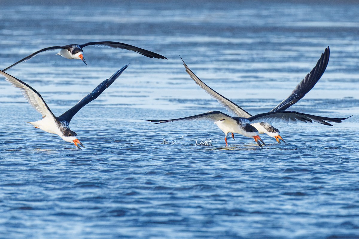 Black Skimmer - ML642923359