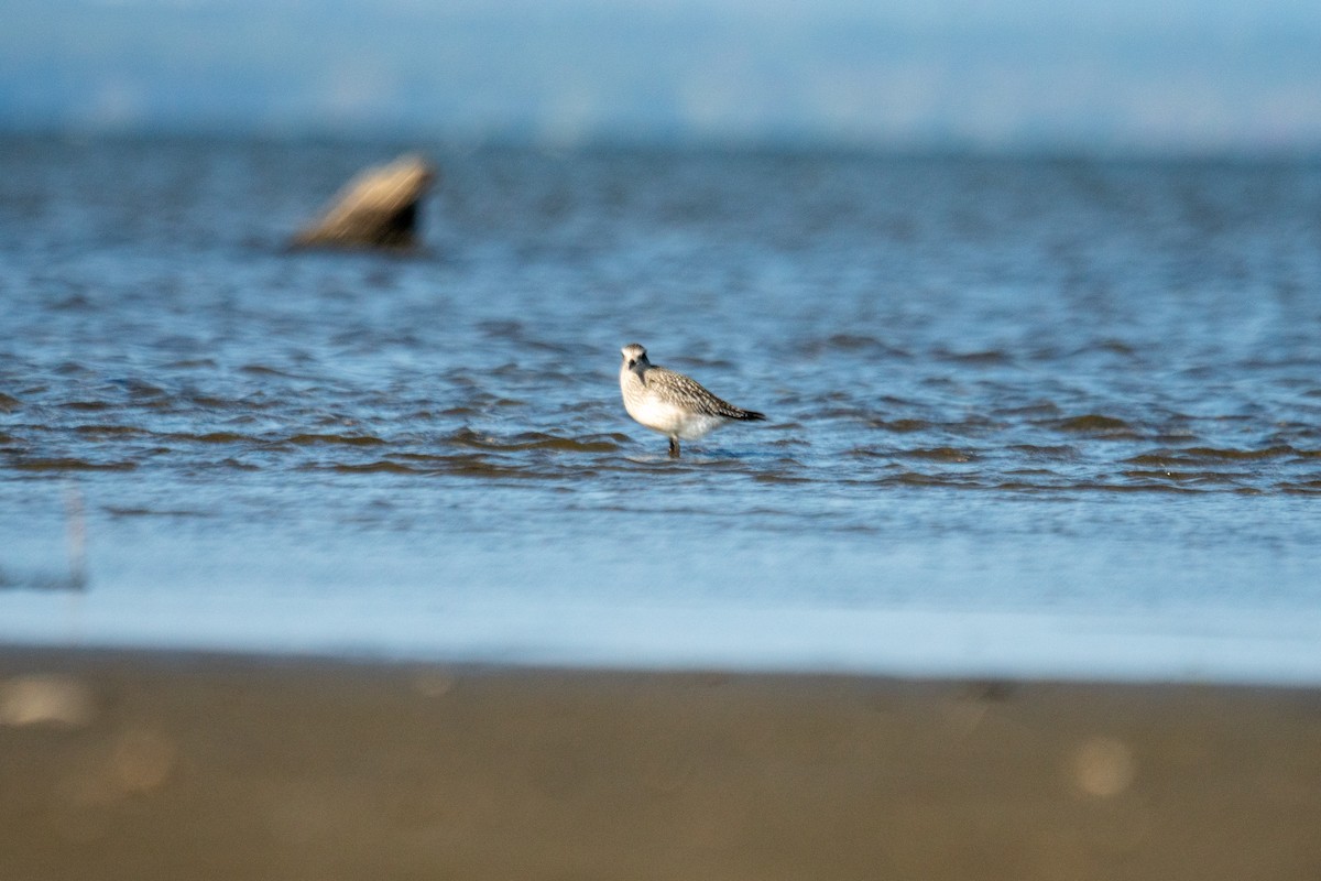 Black-bellied Plover - ML642923360