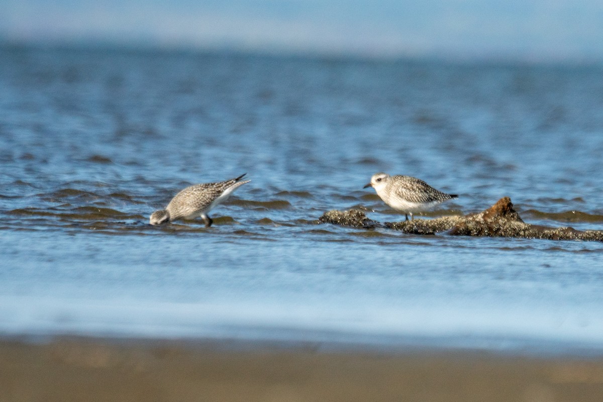 Black-bellied Plover - ML642923361