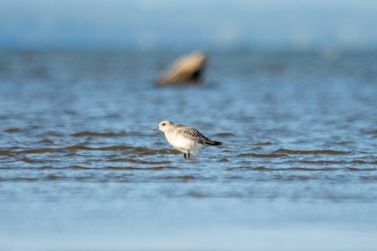 Black-bellied Plover - ML642923362