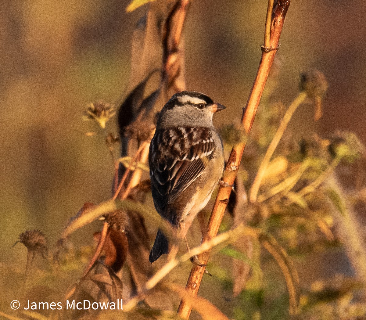 White-crowned Sparrow - ML642923363