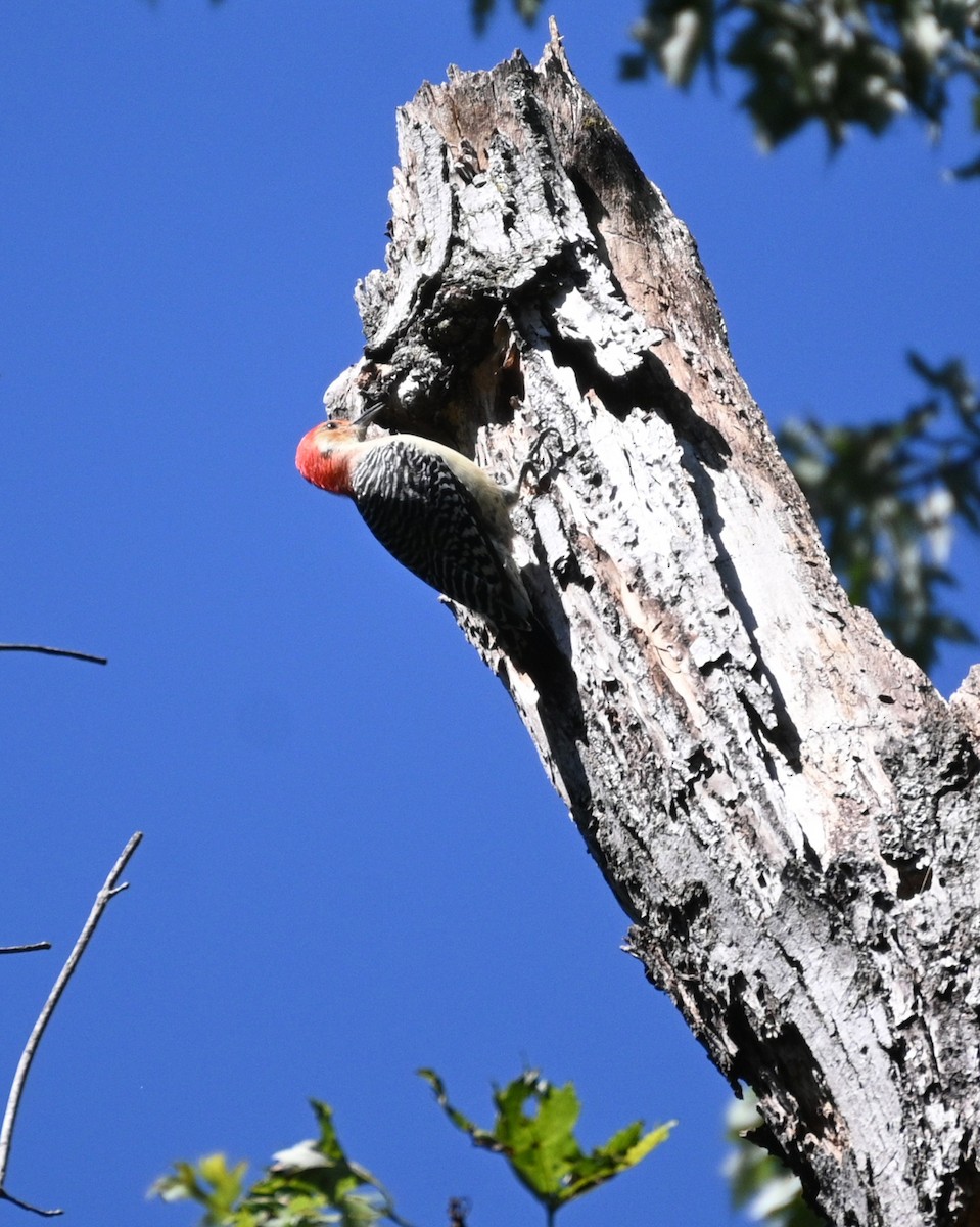 Red-bellied Woodpecker - ML642923365