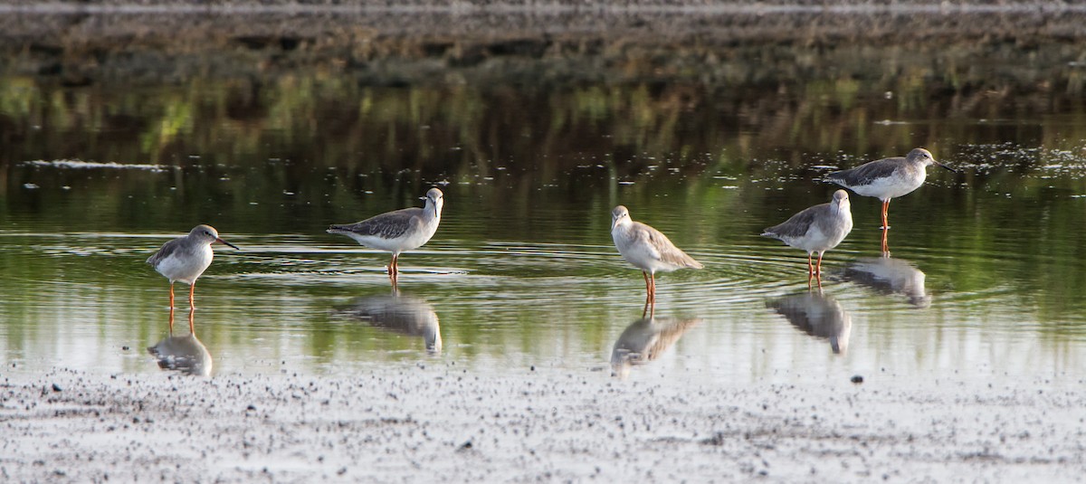 Common Redshank - ML642923366