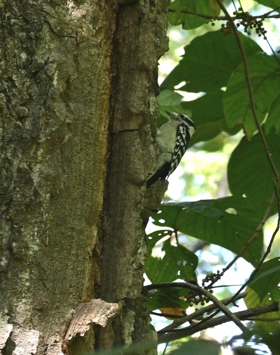 Downy Woodpecker - ML642923367