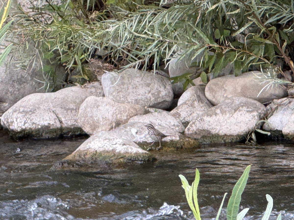 American Dipper - ML642923369