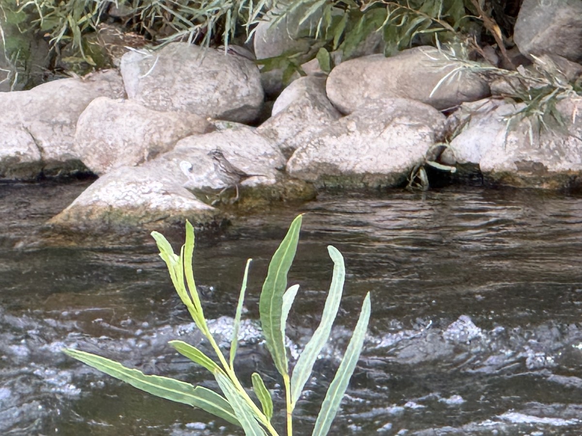 American Dipper - ML642923370