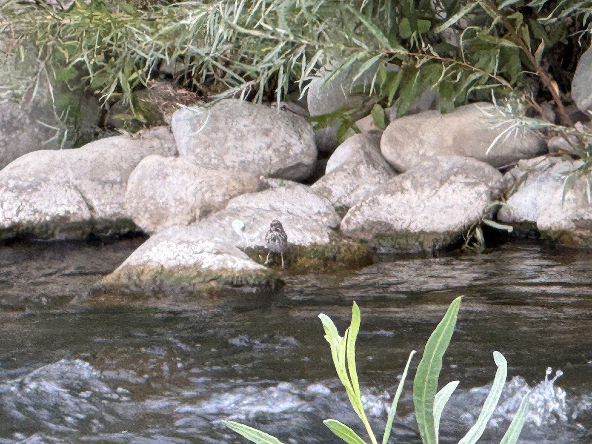 American Dipper - ML642923371