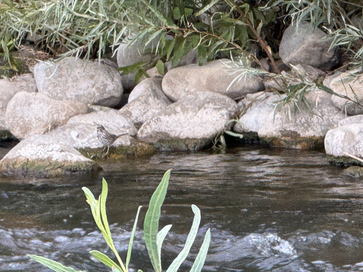 American Dipper - ML642923372
