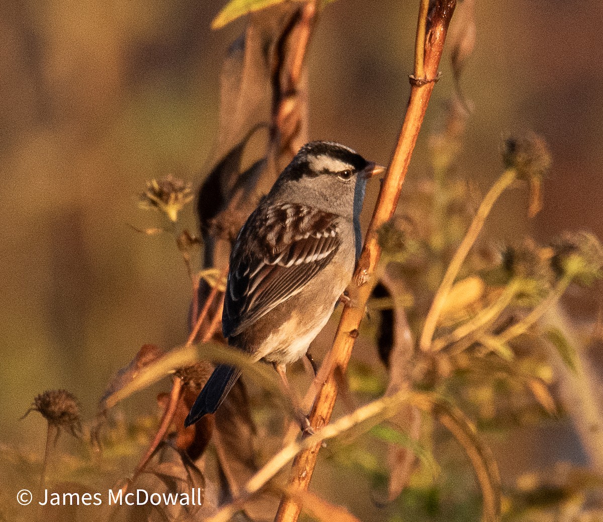 White-crowned Sparrow - ML642923376