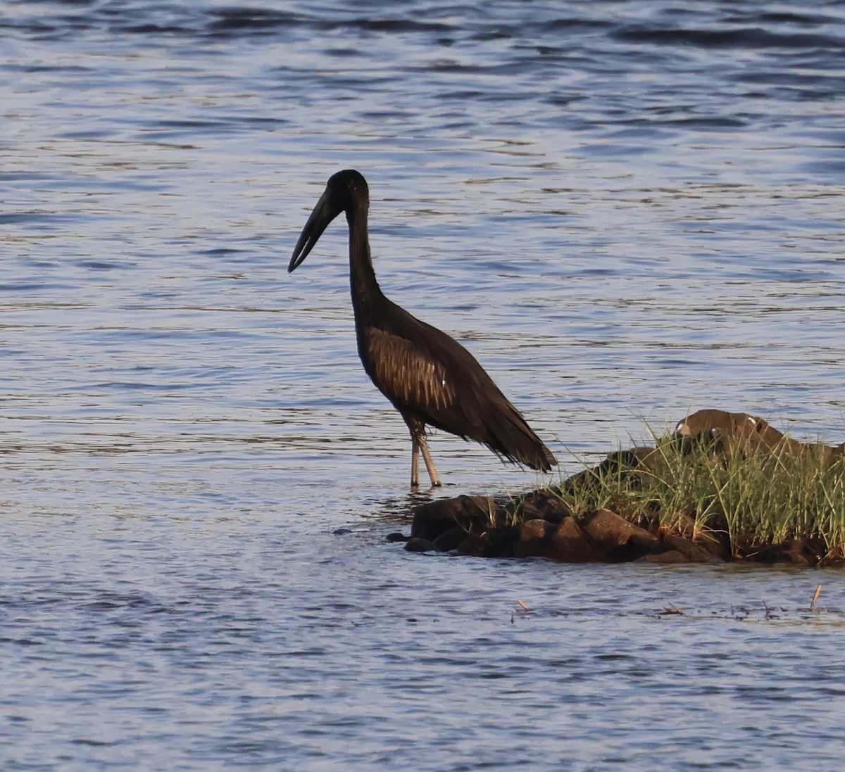 African Openbill - ML642923377
