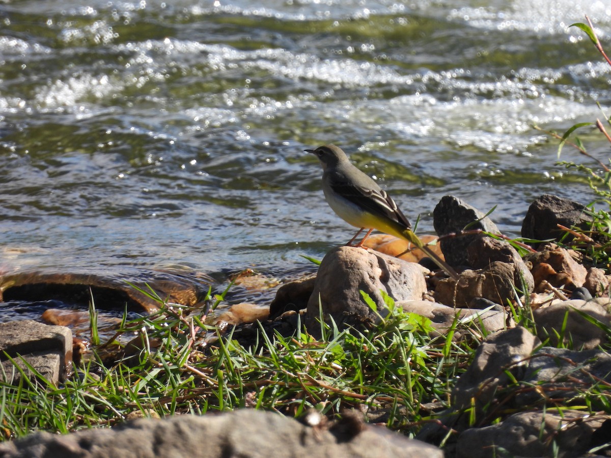 Gray Wagtail - ML642923381