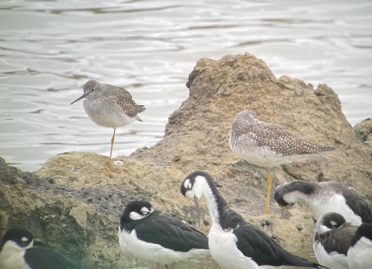 Lesser Yellowlegs - ML642923384
