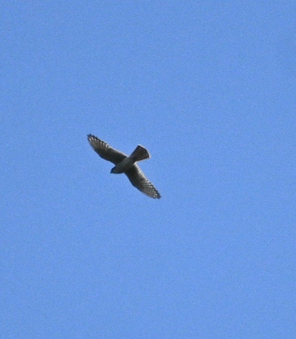 American Kestrel - ML642923387