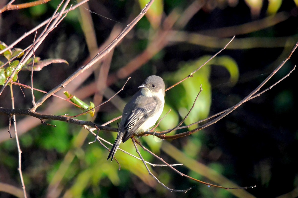Eastern Phoebe - ML642923388