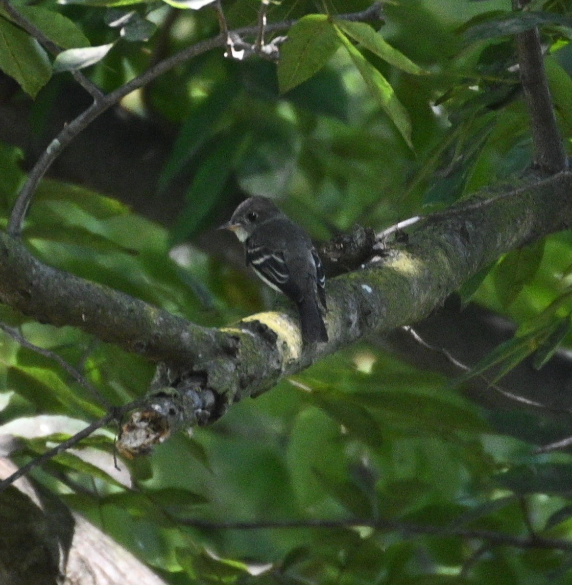 Eastern Wood-Pewee - ML642923395