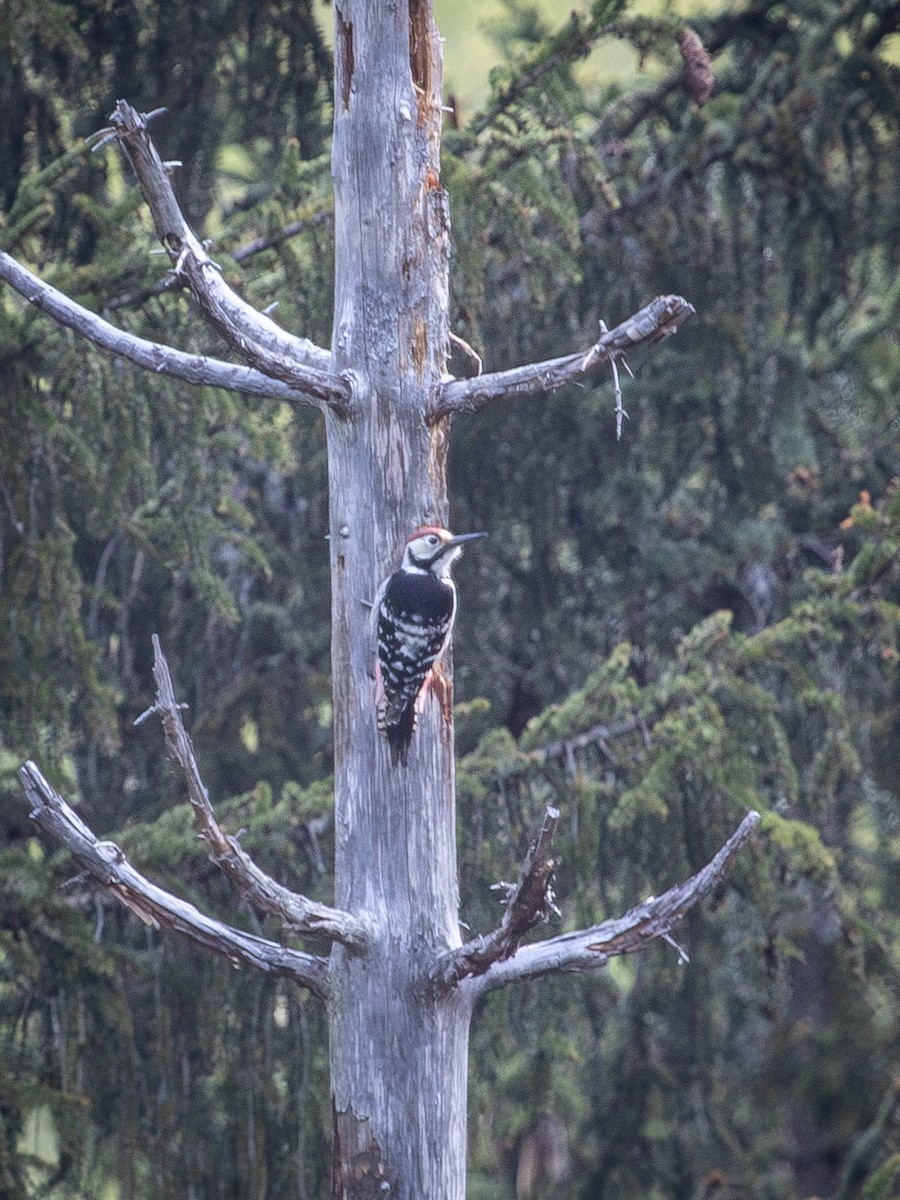 White-backed Woodpecker - ML642923397