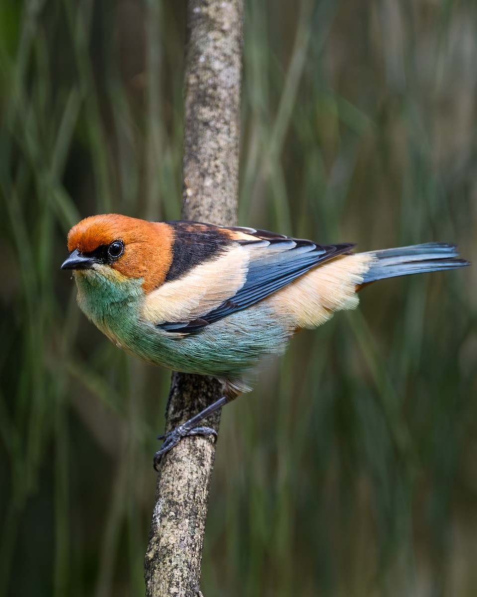 Black-backed Tanager - ML642923422