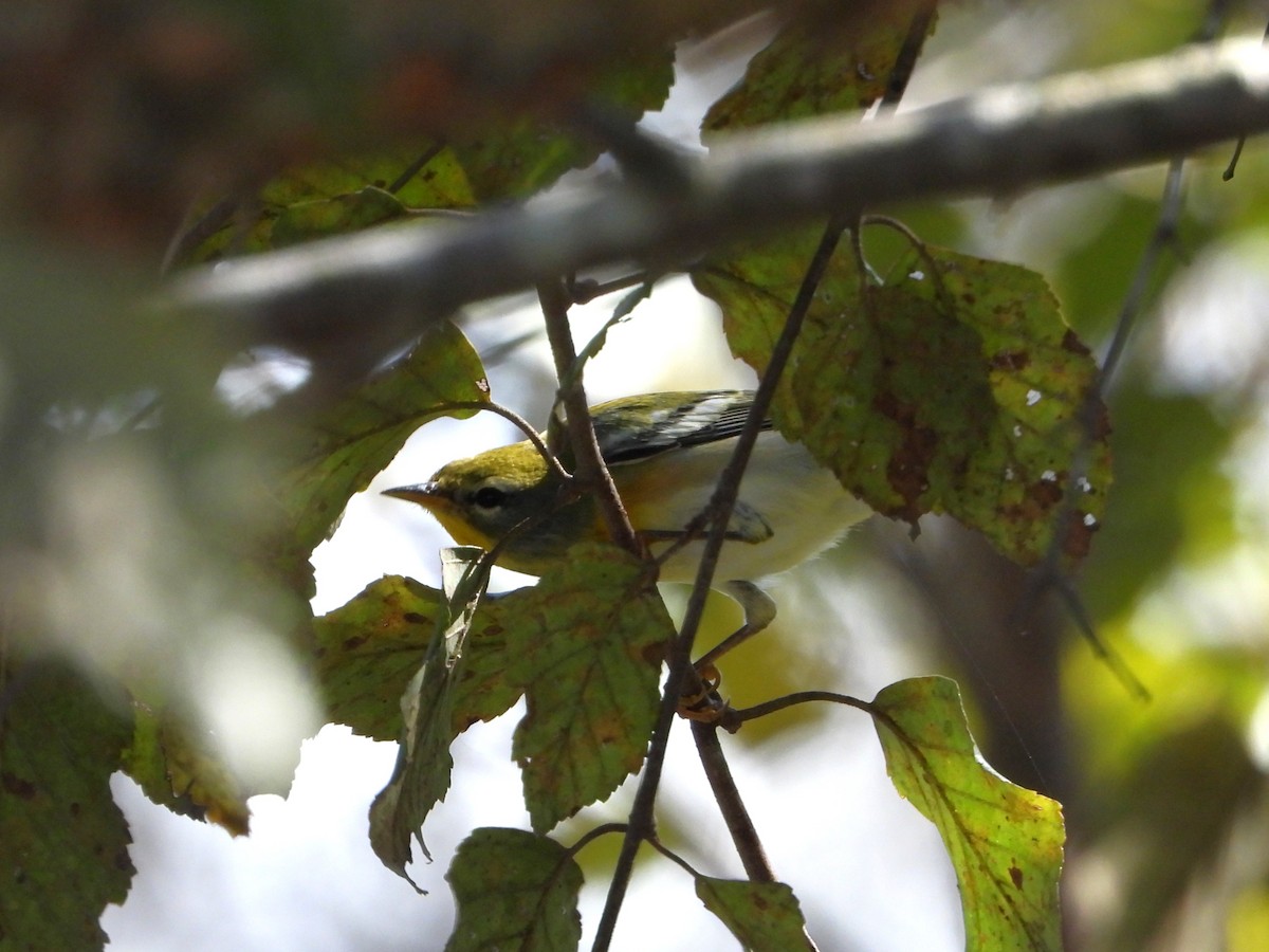Kuzeyli Parula - ML642923450
