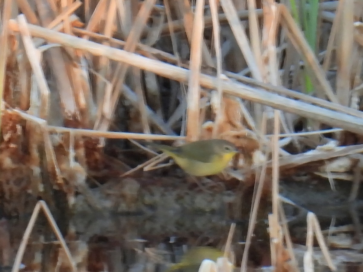 Common Yellowthroat - ML642923452