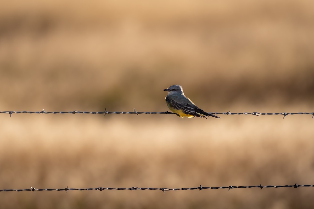 Western Kingbird - ML642923470