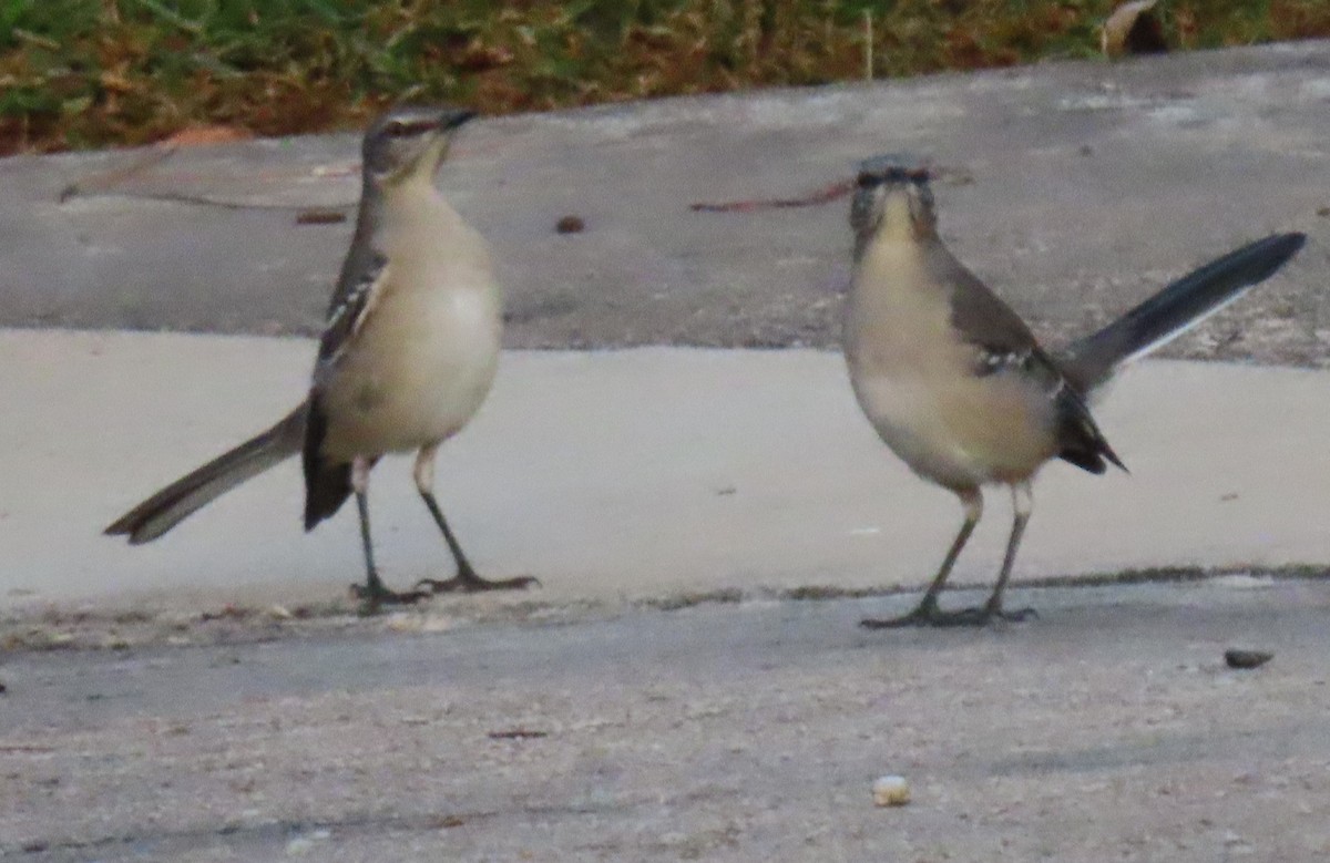 Northern Mockingbird - ML642923492