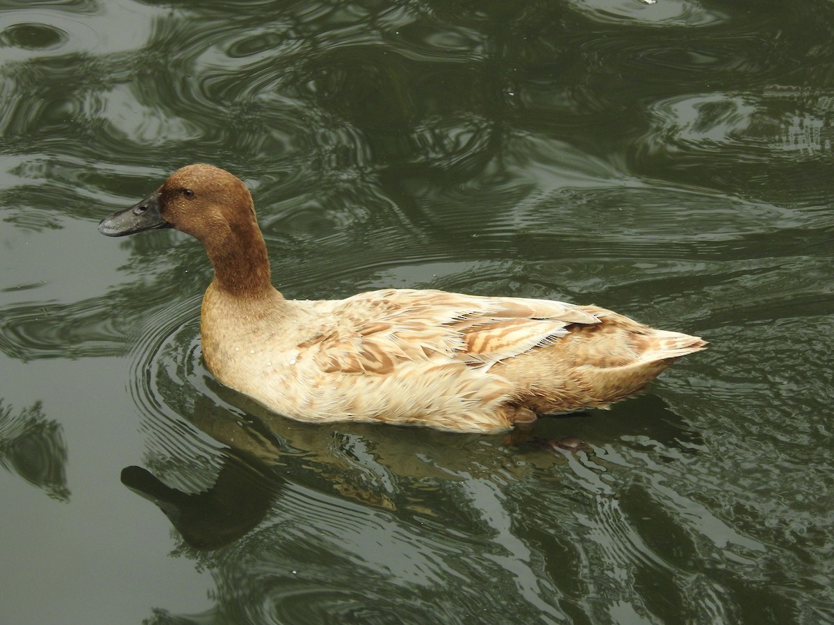 duck sp. - ML642923500