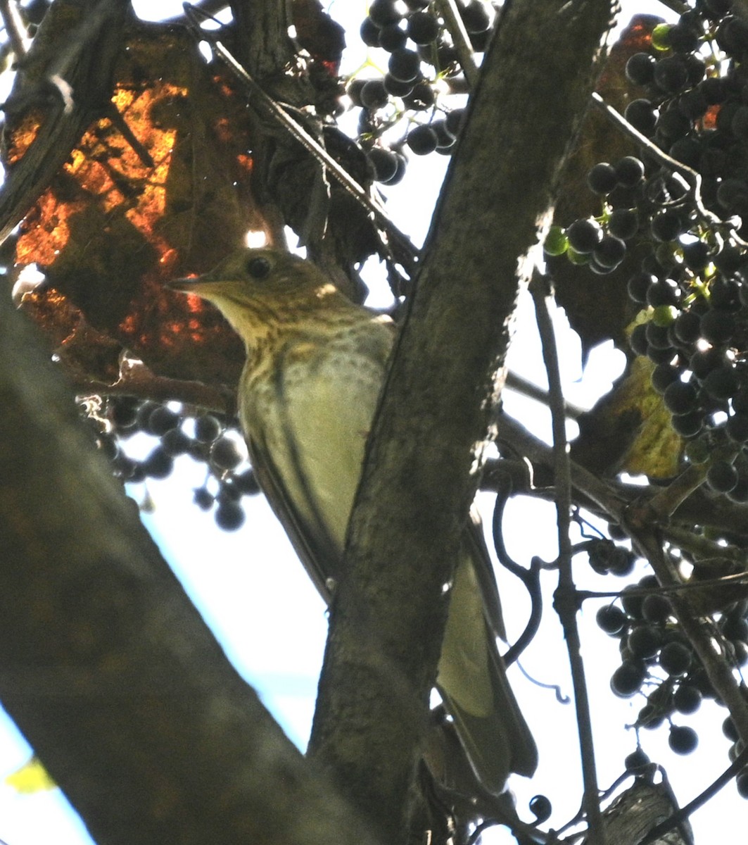 Gray-cheeked Thrush - ML642923511