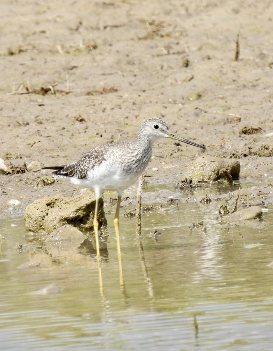 plystresnipe - ML642923517