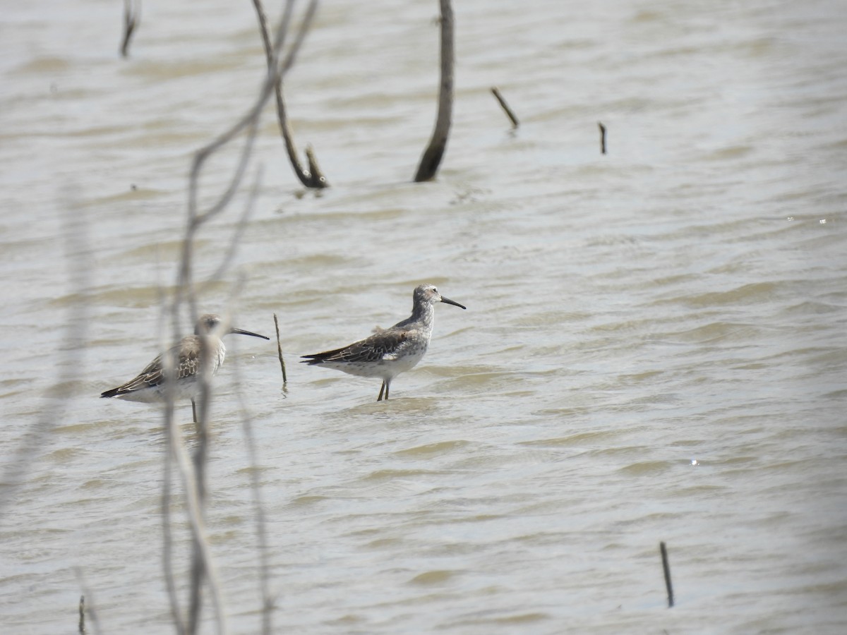 Stilt Sandpiper - ML642923524