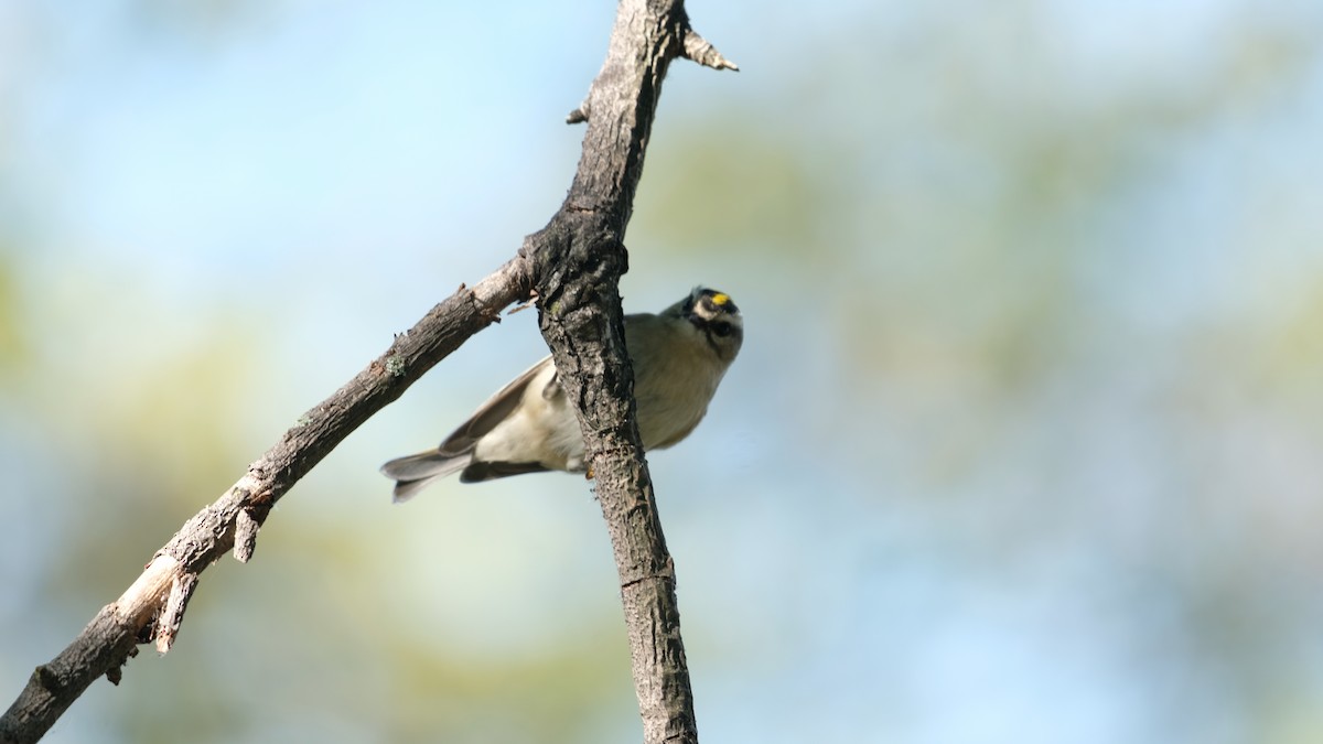 Roitelet à couronne dorée - ML642923526