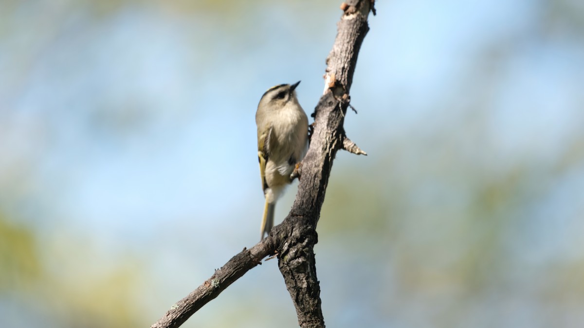 Roitelet à couronne dorée - ML642923542