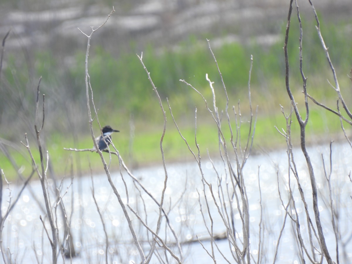 Belted Kingfisher - ML642923545