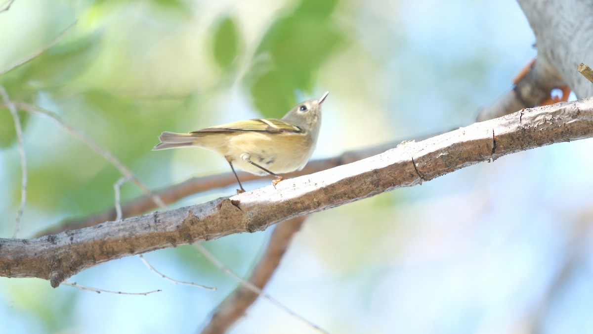 Ruby-crowned Kinglet - ML642923557