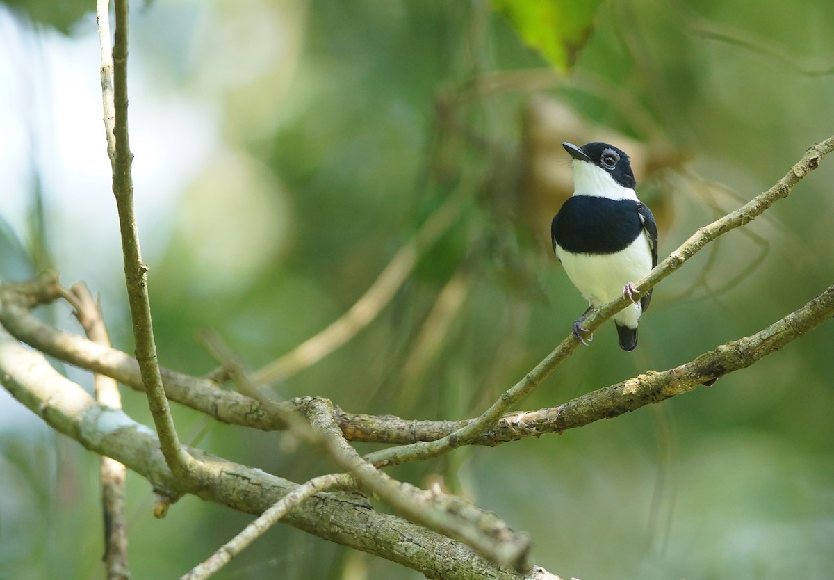 Chestnut Wattle-eye - ML642923564