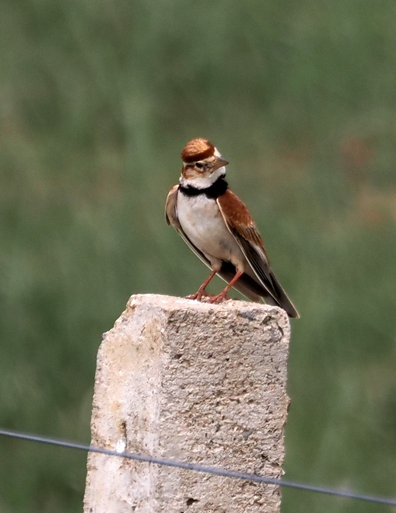 Mongolian Lark - ML642923566