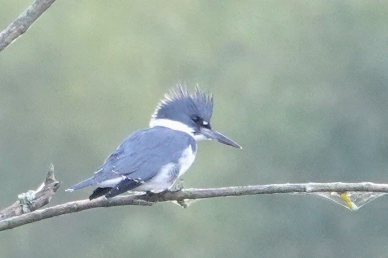 Belted Kingfisher - ML642923573
