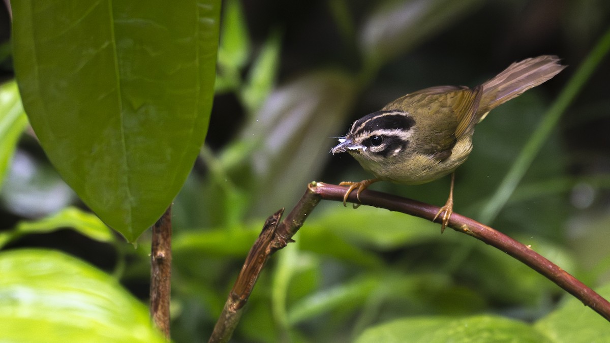 Three-striped Warbler (daedalus) - ML642923574