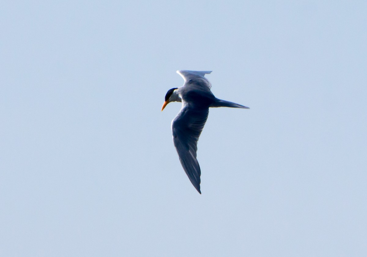 River Tern - ML642923578