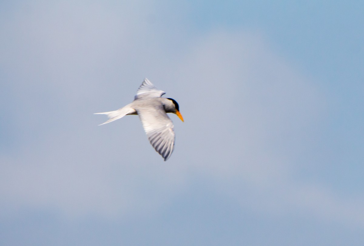 River Tern - ML642923579
