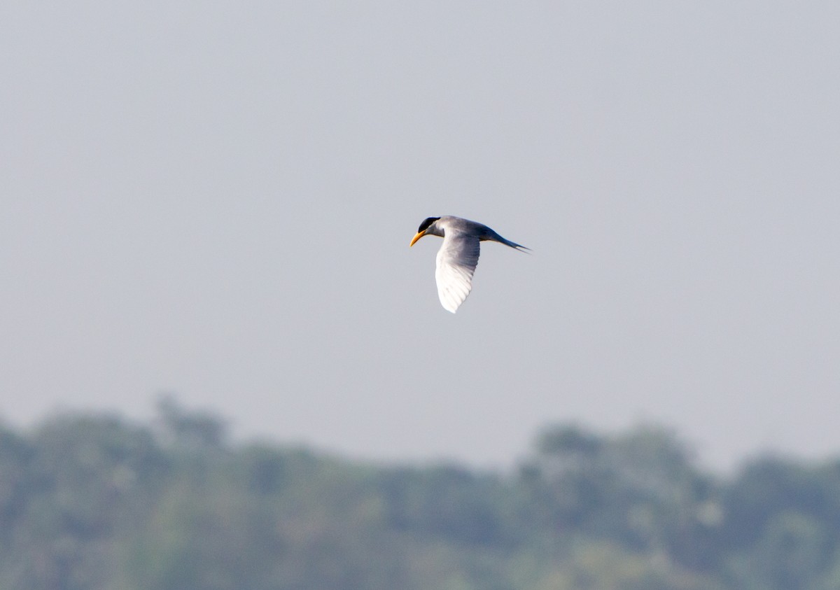 River Tern - ML642923580