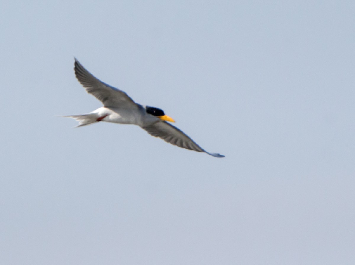 River Tern - ML642923581