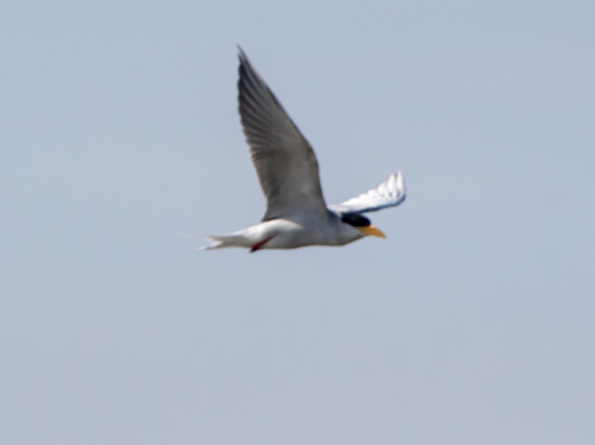 River Tern - ML642923582