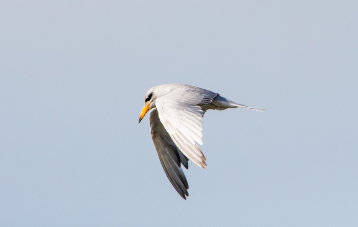 River Tern - ML642923583
