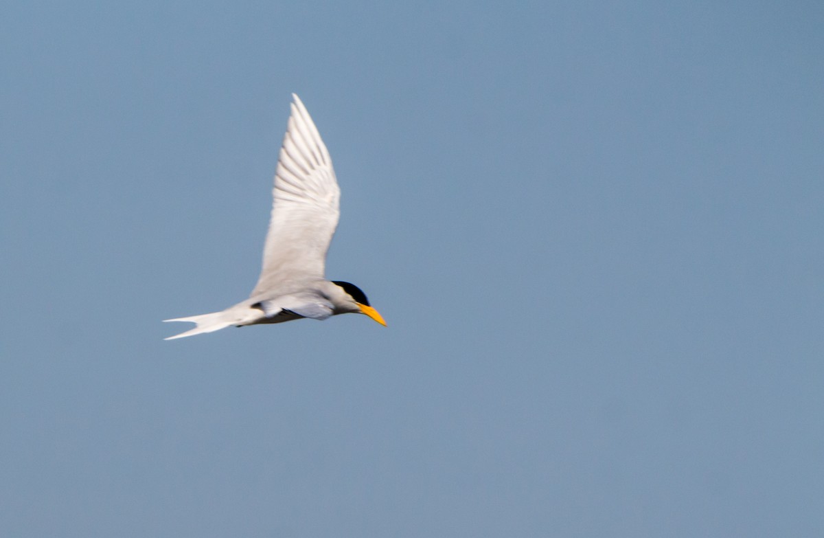 River Tern - ML642923585